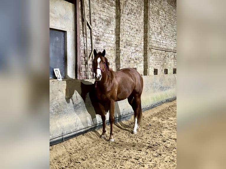 American Quarter Horse Gelding 3 years 15 hh Chestnut-Red in Mettmann