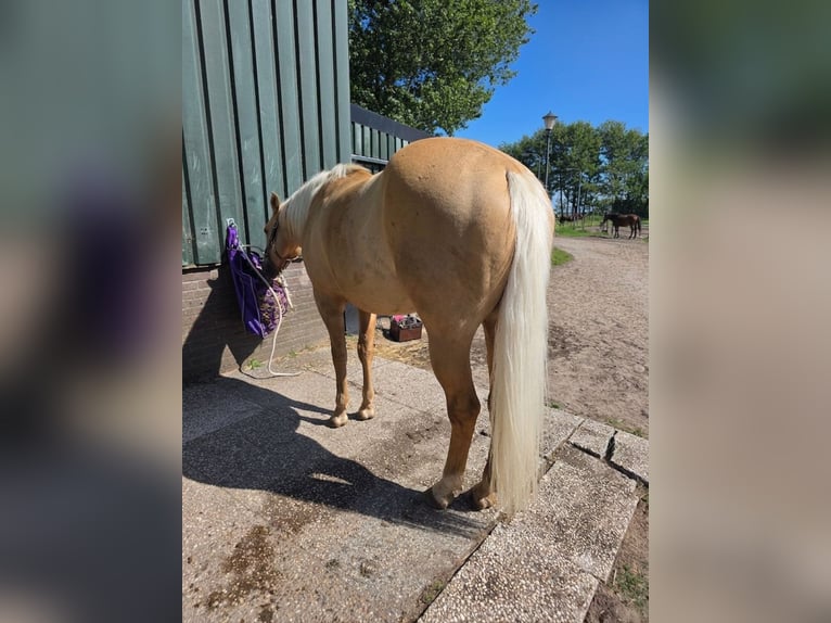 American Quarter Horse Gelding 3 years 15 hh Dunalino in Heemskerk