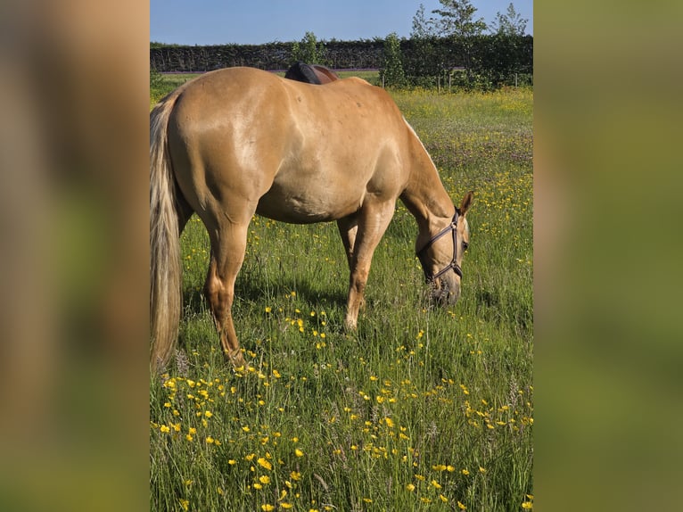 American Quarter Horse Gelding 3 years 15 hh Dunalino in Heemskerk