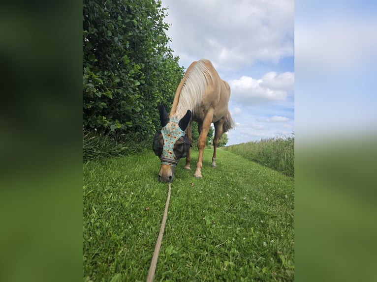 American Quarter Horse Gelding 3 years 15 hh Dunalino in Heemskerk