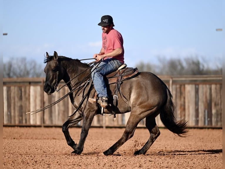 American Quarter Horse Gelding 3 years 15 hh Grullo in Waco, TX