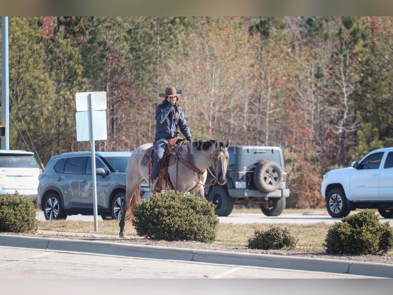 American Quarter Horse Gelding 3 years 15 hh Grullo in Clover