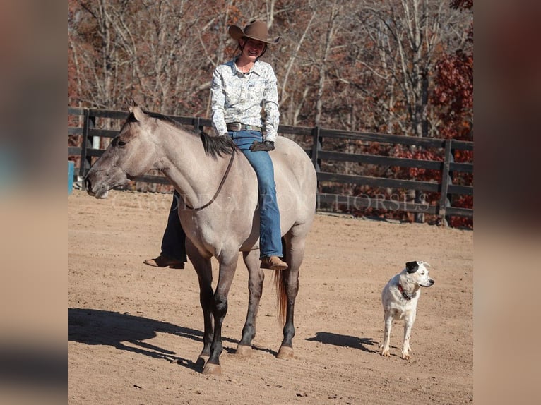 American Quarter Horse Gelding 3 years 15 hh Grullo in Clover