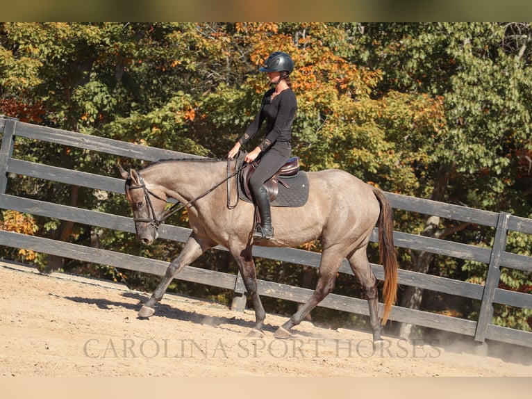 American Quarter Horse Gelding 3 years 15 hh Grullo in Clover