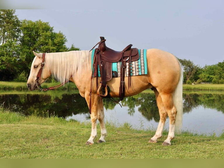 American Quarter Horse Gelding 3 years 15 hh Palomino in Buffalo