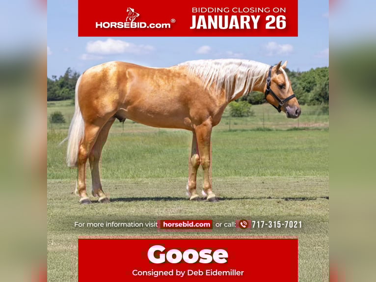 American Quarter Horse Gelding 3 years 15 hh Palomino in Whitesboro