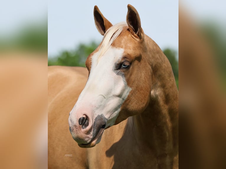 American Quarter Horse Gelding 3 years 15 hh Palomino in Buffalo
