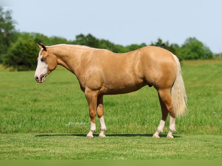 American Quarter Horse Gelding 3 years 15 hh Palomino in Buffalo