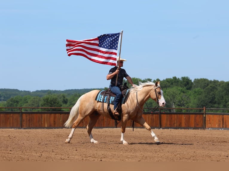 American Quarter Horse Gelding 3 years 15 hh Palomino in Buffalo