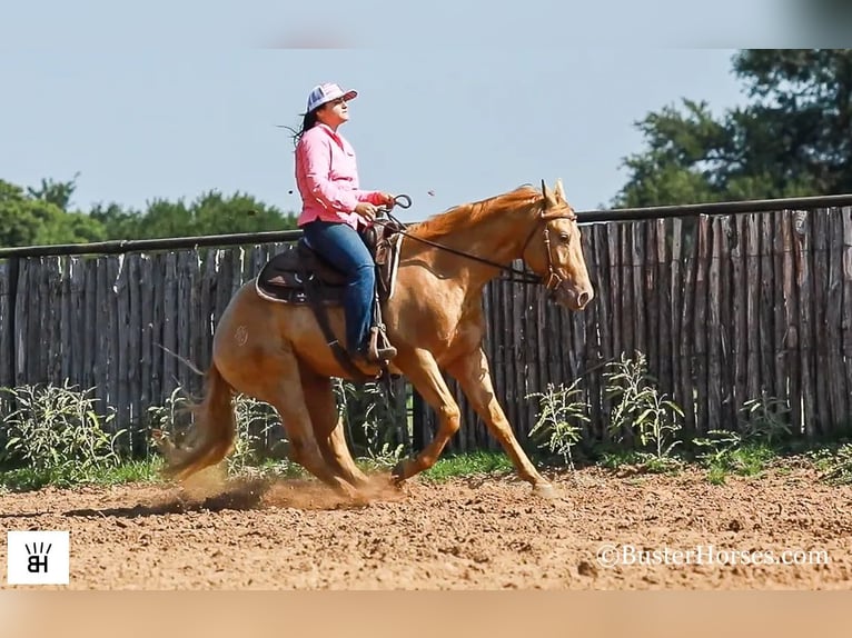 American Quarter Horse Gelding 3 years 15 hh Palomino in Weatherford TX