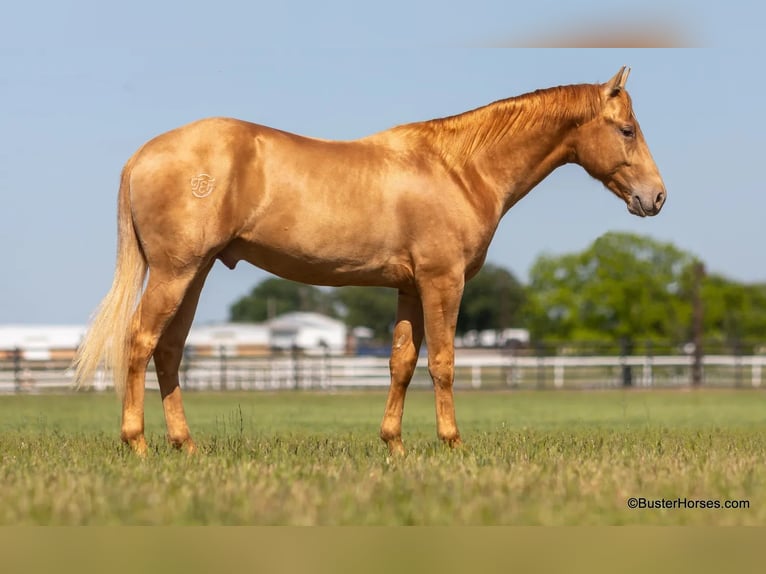 American Quarter Horse Gelding 3 years 15 hh Palomino in Weatherford TX