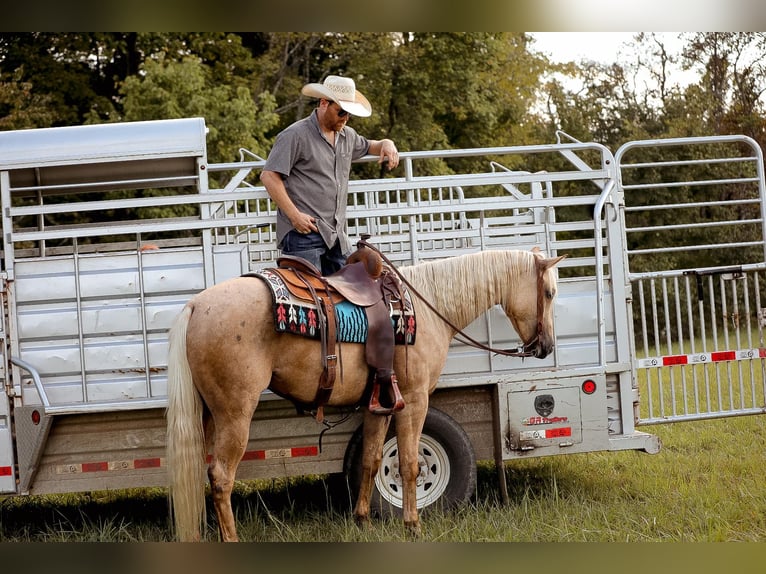 American Quarter Horse Gelding 3 years 15 hh Palomino in Sante Fe, TN