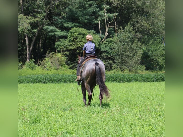 American Quarter Horse Gelding 3 years 15 hh Roan-Blue in Rebersburg