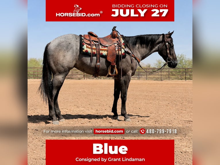 American Quarter Horse Gelding 3 years 15 hh Roan-Blue in Scottsdale