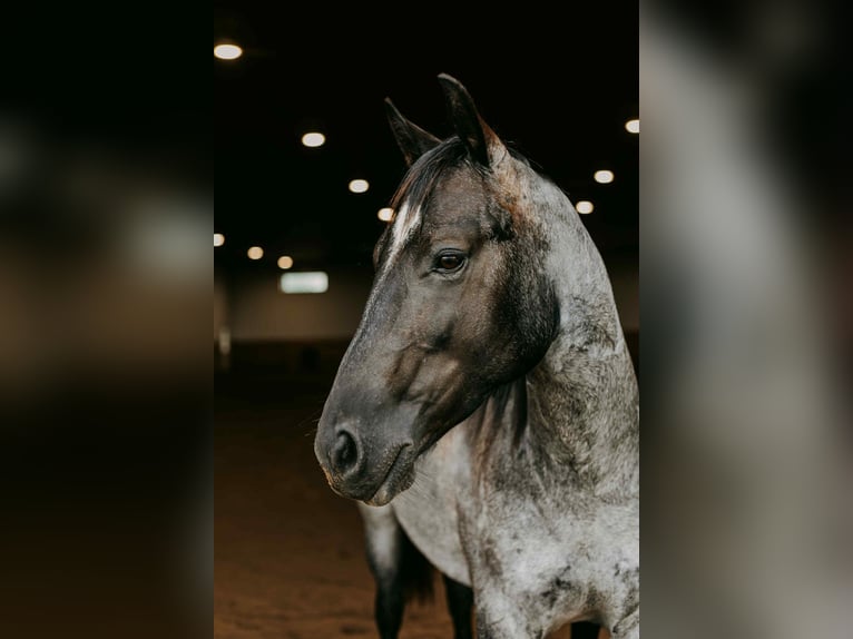 American Quarter Horse Gelding 3 years 15 hh Roan-Blue in Selma IA