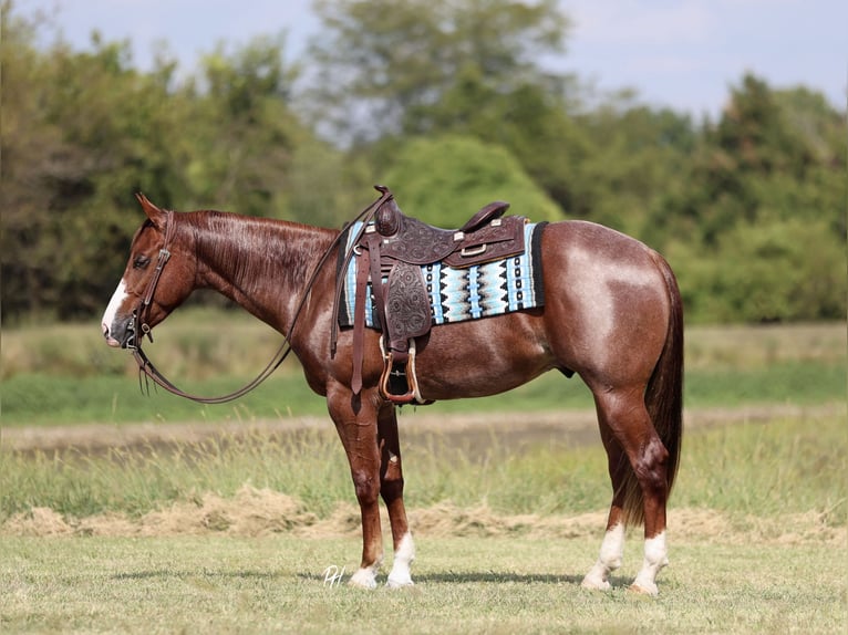 American Quarter Horse Gelding 3 years 15 hh Roan-Red in Buffalo, MO