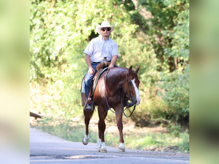 American Quarter Horse Gelding 3 years 15 hh Roan-Red in Buffalo, MO