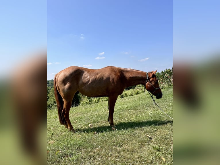 American Quarter Horse Gelding 3 years 15 hh Roan-Red in Cortazzone