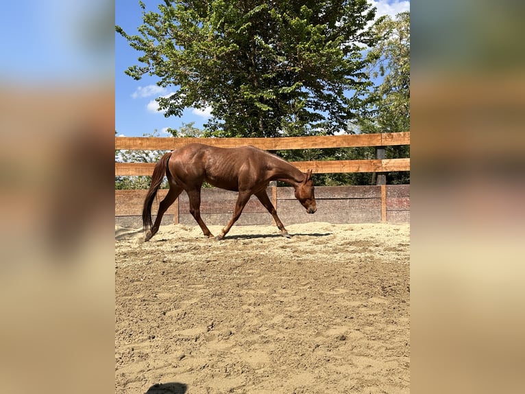 American Quarter Horse Gelding 3 years 15 hh Roan-Red in Cortazzone