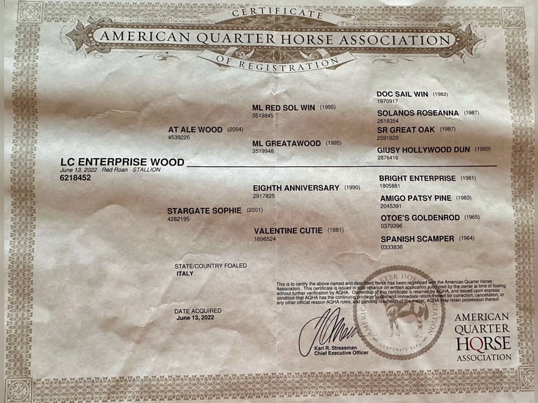 American Quarter Horse Gelding 3 years 15 hh Roan-Red in Cortazzone