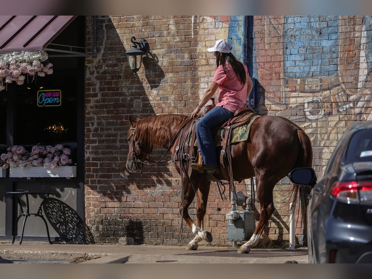 American Quarter Horse Gelding 3 years 15 hh Sorrel in Rusk