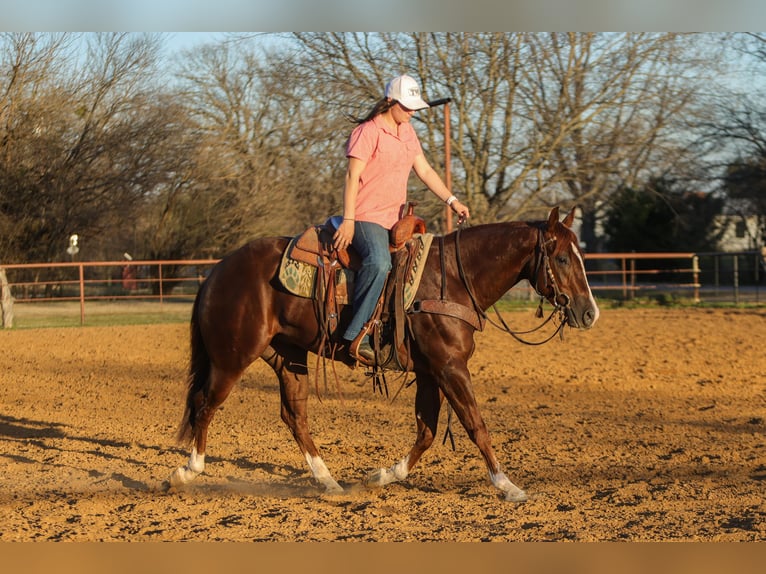 American Quarter Horse Gelding 3 years 15 hh Sorrel in Rusk
