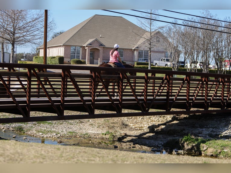 American Quarter Horse Gelding 3 years 15 hh Sorrel in Rusk