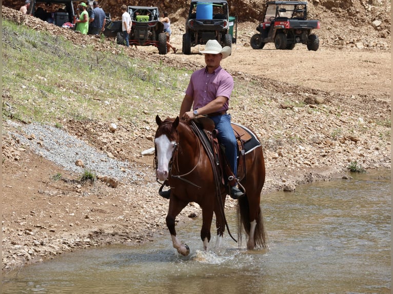 American Quarter Horse Gelding 3 years 15 hh Sorrel in Buffalo, MO