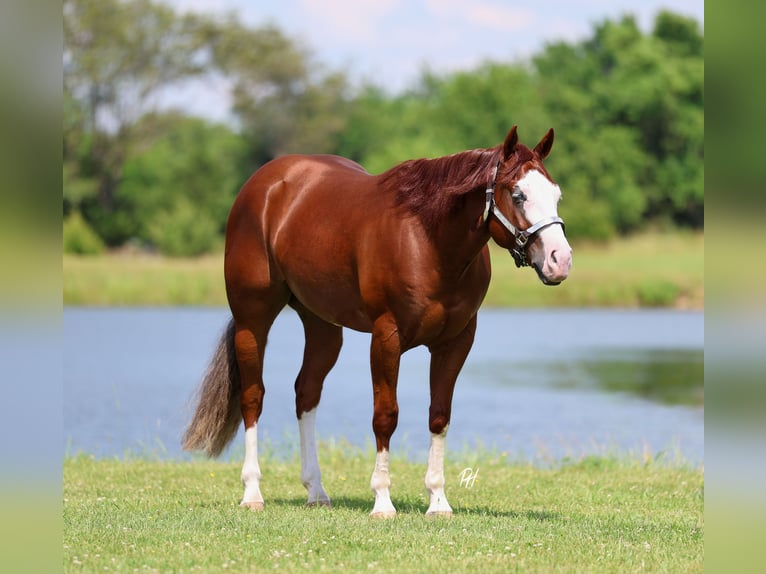 American Quarter Horse Gelding 3 years 15 hh Sorrel in Buffalo, MO