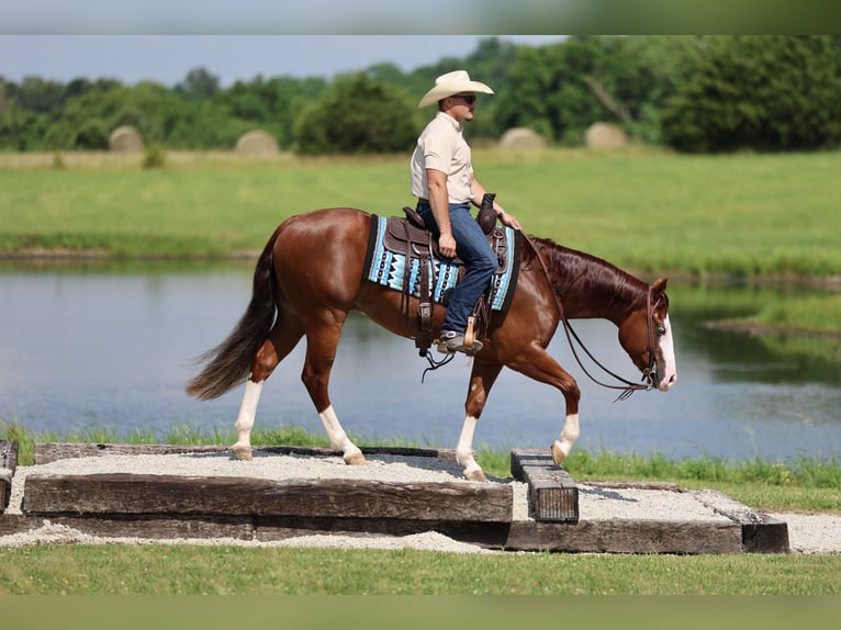 American Quarter Horse Gelding 3 years 15 hh Sorrel in Buffalo, MO