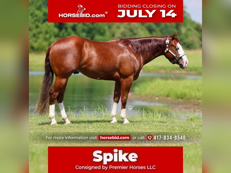 American Quarter Horse Gelding 3 years 15 hh Sorrel in Buffalo, MO
