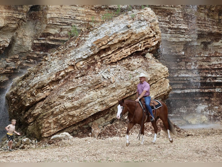 American Quarter Horse Gelding 3 years 15 hh Sorrel in Buffalo, MO