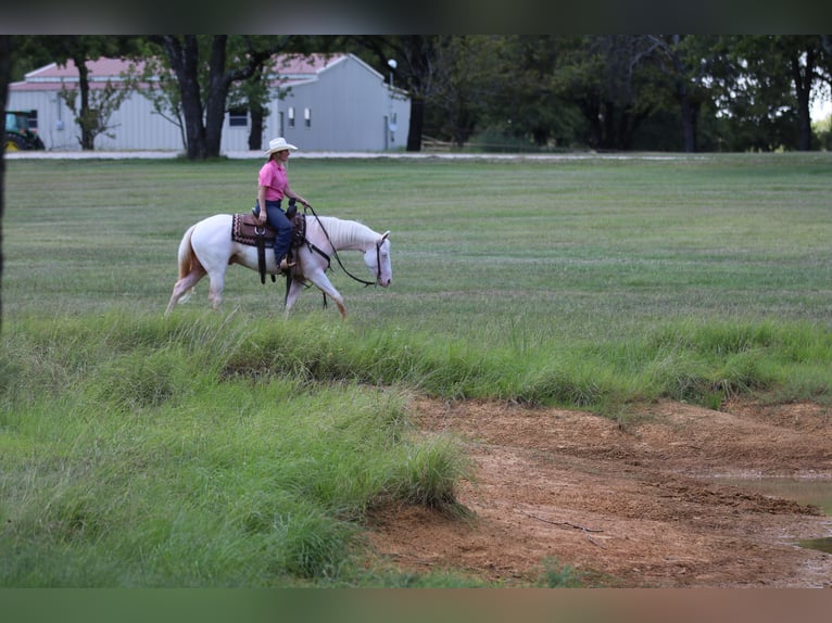 American Quarter Horse Gelding 3 years 15 hh White in Whitesboro