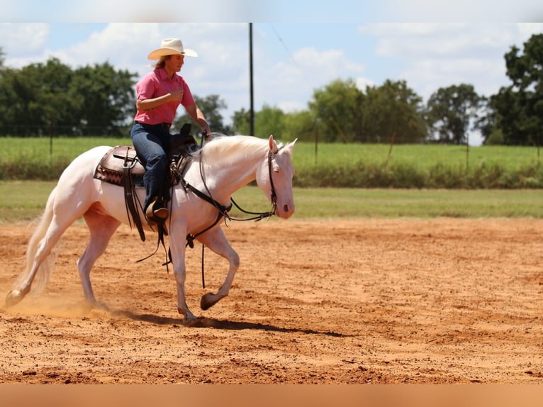 American Quarter Horse Gelding 3 years 15 hh White in Whitesboro