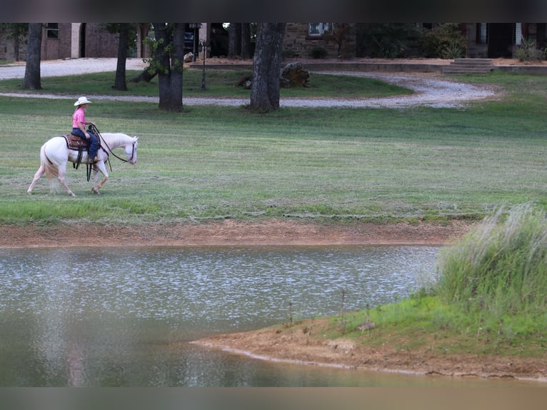 American Quarter Horse Gelding 3 years 15 hh White in Whitesboro
