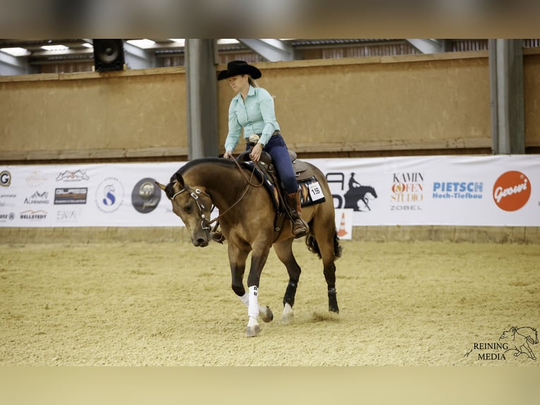 American Quarter Horse Gelding 3 years 15,1 hh Buckskin in Lahn