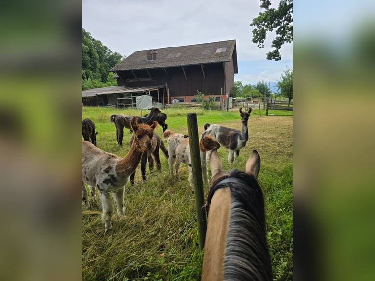 American Quarter Horse Gelding 3 years 15,1 hh Cremello in Hombrechtikon