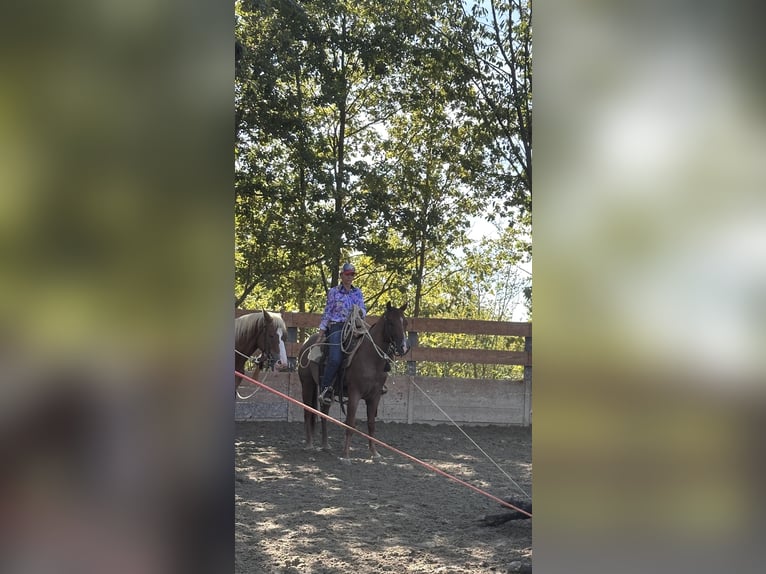 American Quarter Horse Gelding 3 years 15,1 hh Roan-Red in Cortazzone