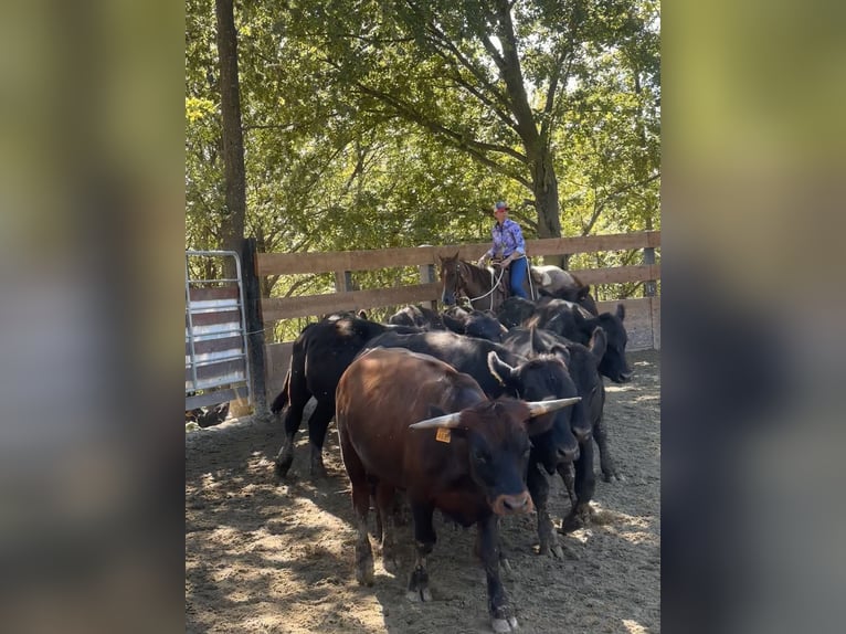 American Quarter Horse Gelding 3 years 15,1 hh Roan-Red in Cortazzone