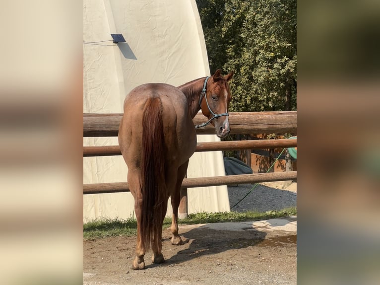 American Quarter Horse Gelding 3 years 15,1 hh Roan-Red in Cortazzone