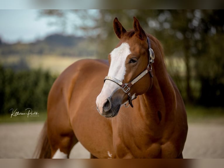 American Quarter Horse Gelding 3 years 15,2 hh Chestnut-Red in Moosthenning