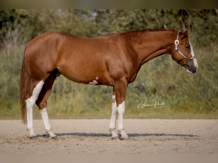 American Quarter Horse Gelding 3 years 15,2 hh Chestnut-Red in Moosthenning