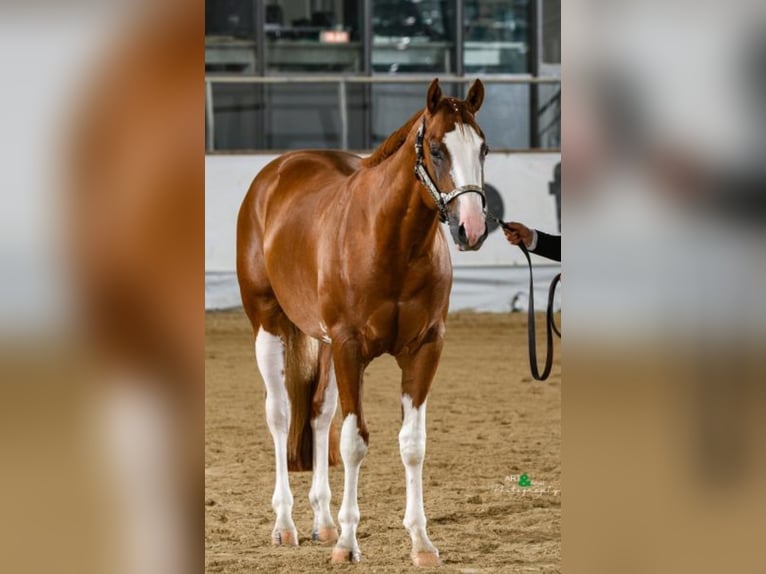 American Quarter Horse Gelding 3 years 15,2 hh Chestnut-Red in Moosthenning
