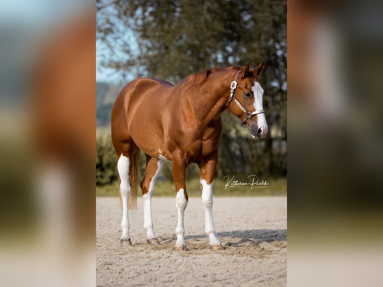 American Quarter Horse Gelding 3 years 15,2 hh Chestnut-Red in Moosthenning