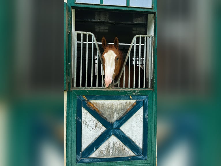 American Quarter Horse Gelding 3 years 15,2 hh Chestnut-Red in Moosthenning