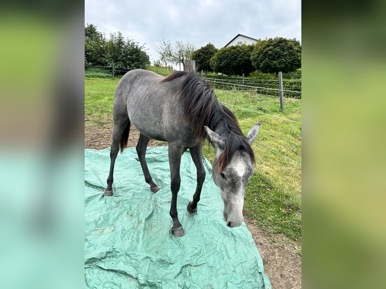 American Quarter Horse Gelding 3 years 15,2 hh Grey in Altenberg