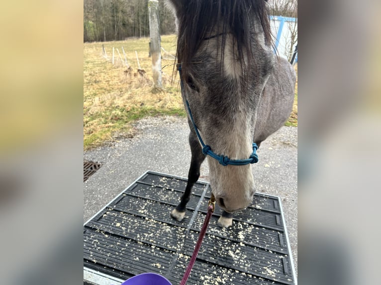 American Quarter Horse Gelding 3 years 15,2 hh Grey in Altenberg