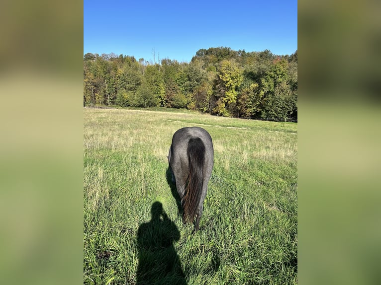 American Quarter Horse Gelding 3 years 15,2 hh Grey in Altenberg
