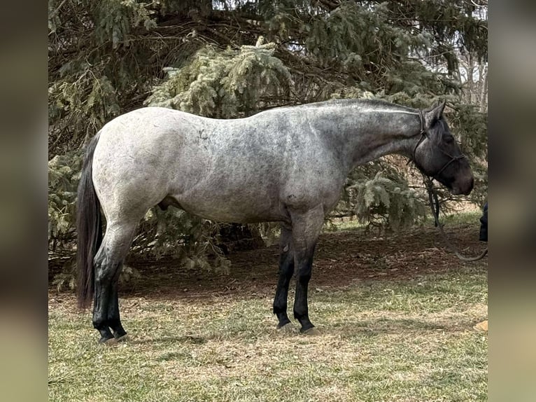 American Quarter Horse Mix Gelding 3 years 15,2 hh Roan-Blue in Princeville