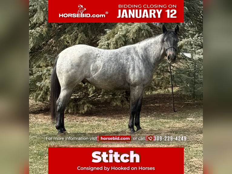 American Quarter Horse Mix Gelding 3 years 15,2 hh Roan-Blue in Princeville